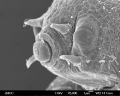 Tardigrada (water bears)