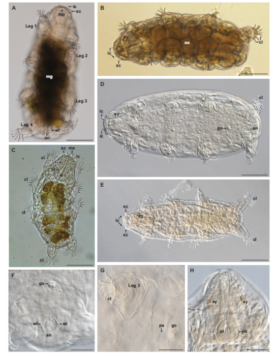 Neoechiniscoides aski Møbjerg, Jørgensen & Kristensen, 2020 Neoechiniscoides aski Møbjerg, Jørgensen & Kristensen, 2020