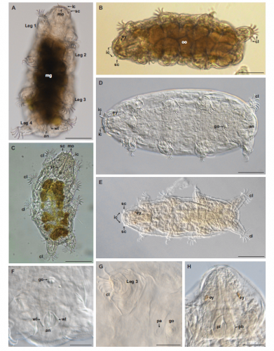 Neoechiniscoides aski Møbjerg, Jørgensen & Kristensen, 2020