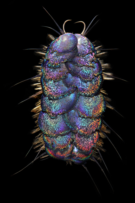 Peinaleopolynoe orphanae Peinaleopolynoe orphanae