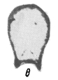 Eotuberitina angustata Malakhova, 1980 Eotuberitina angustata Malakhova, 1980