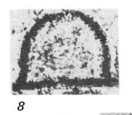Eotuberitina antiqua Saltovskaya, 1981 Eotuberitina antiqua Saltovskaya, 1981