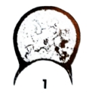 Eotuberitina cornuta Hallett, 1971