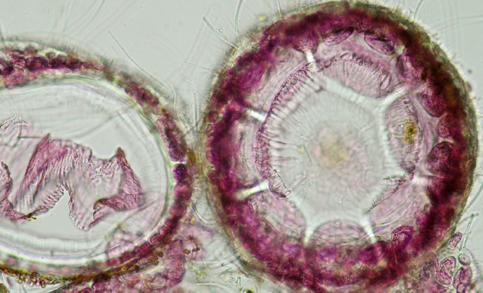 Ceramium pallidum Ceramium pallidum