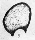 Eotuberitina ferganensis Poyarkov, 1969