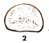 Eotuberitina fornicata Hallett, 1971