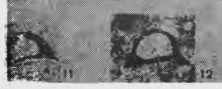 Eotuberitina humile Sabirov, 1985 Eotuberitina humile Sabirov, 1985