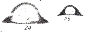 Eotuberitina lesovaja Mikhno in Mikhno & Balakin, 1975 Eotuberitina lesovaja Mikhno in Mikhno & Balakin, 1975