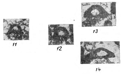 Eotuberitina praecipia Chuvashov, 1965 Eotuberitina praecipia Chuvashov, 1965