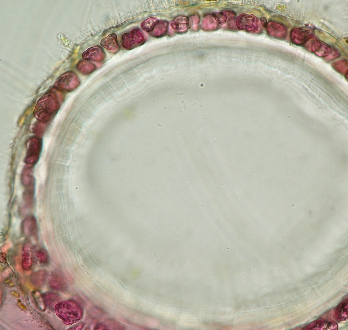 Ceramium pallidum Ceramium pallidum