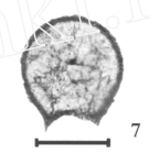 Eotuberitina sphaera Lin, 1981 