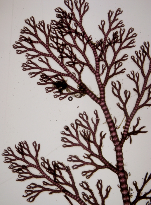 Ceramium pallidum Ceramium pallidum