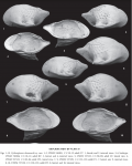 Cytheropteron demenocali Yasuhara, Okahashi & Cronin_2009 from original description