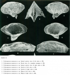 Cytheropteron monoceros Bonaduce, Ciampo & Masoli_1976 from the original description