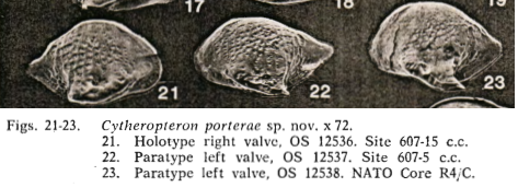 Cytheropteron porterae Whatley & Coles_1987_from original description