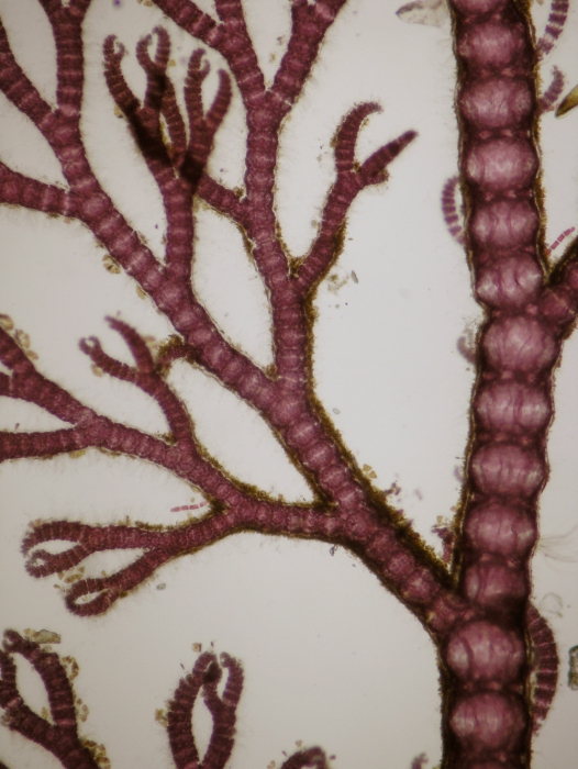 Ceramium pallidum Ceramium pallidum