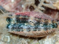 Mollusca (molluscs)