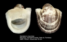 Neripteron mauriciae