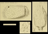 Cythereis polylyca Mueller, 1908 from the original description