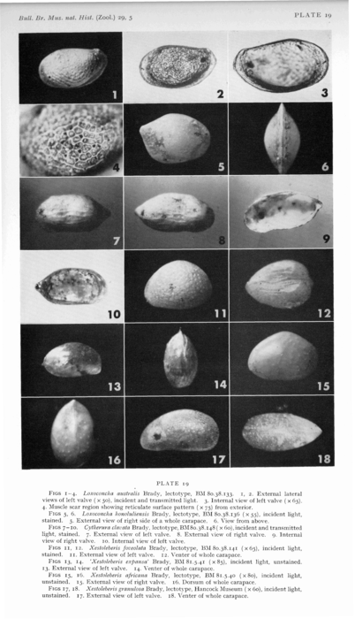 Lectotypes for Brady's (1880) by Puri &amp; Hulings, 1976