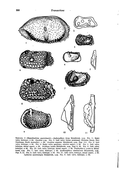 Text-Fig. 2 of Hornibrook, 1953 (Some New Zealand Tertiary marine Ostracoda useful in Stratigraphy...) Text-Fig. 2 of Hornibrook, 1953 (Some New Zealand Tertiary marine Ostracoda useful in Stratigraphy...)