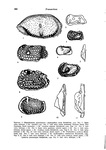 Text-Fig. 2 of Hornibrook, 1953 (Some New Zealand Tertiary marine Ostracoda useful in Stratigraphy...)