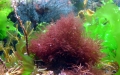 Rhodophyta (red algae)