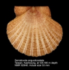 Serratovola angusticostata