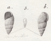 Turbo pusillus Brocchi, 1814 type figures