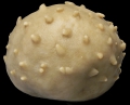 Porifera (sponges)