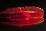 Digital photograph of holotype of Vampyroctena delmarvensis: 1