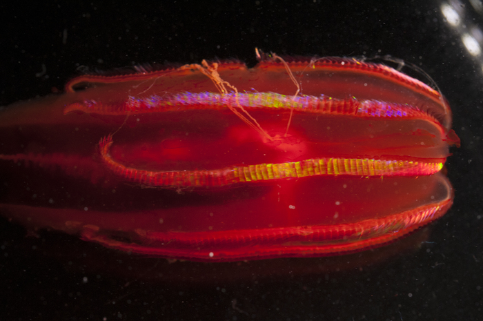 Digital photograph of holotype of Vampyroctena delmarvensis: 2 Digital photograph of holotype of Vampyroctena delmarvensis: 2