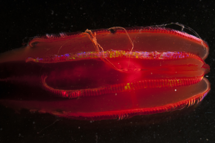 Digital photograph of holotype of Vampyroctena delmarvensis: 3 Digital photograph of holotype of Vampyroctena delmarvensis: 3