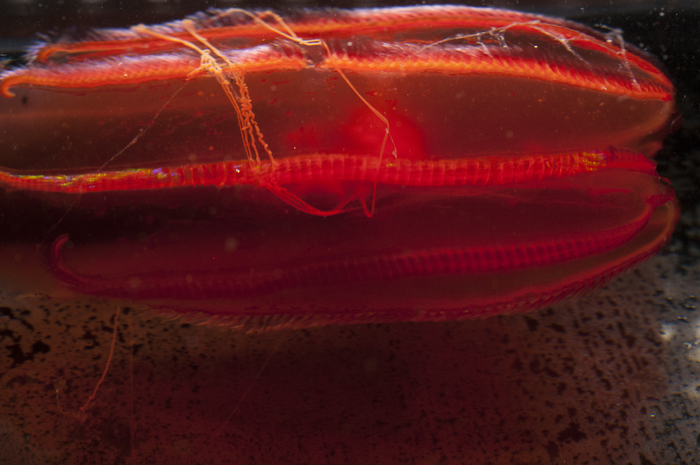 Digital photograph of holotype of Vampyroctena delmarvensis: 4 Digital photograph of holotype of Vampyroctena delmarvensis: 4