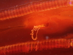 Digital photograph of holotype of Vampyroctena delmarvensis: 7