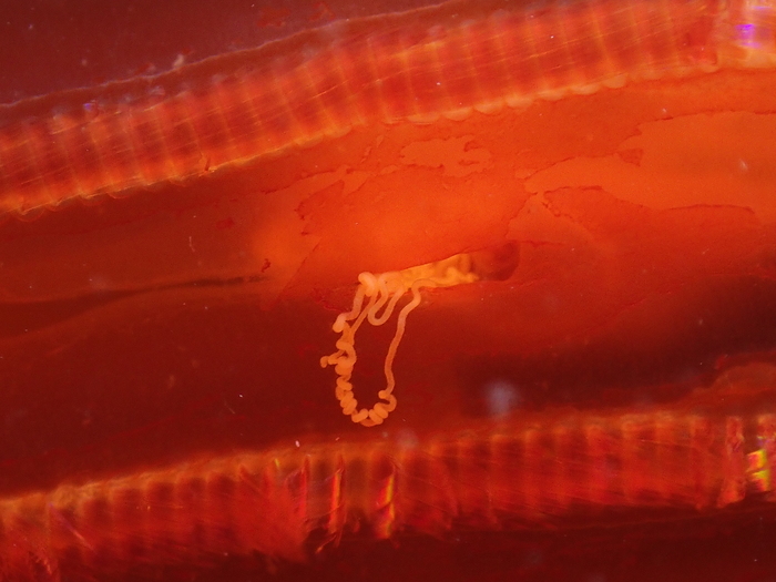 Digital photograph of holotype of Vampyroctena delmarvensis: 7 Digital photograph of holotype of Vampyroctena delmarvensis: 7
