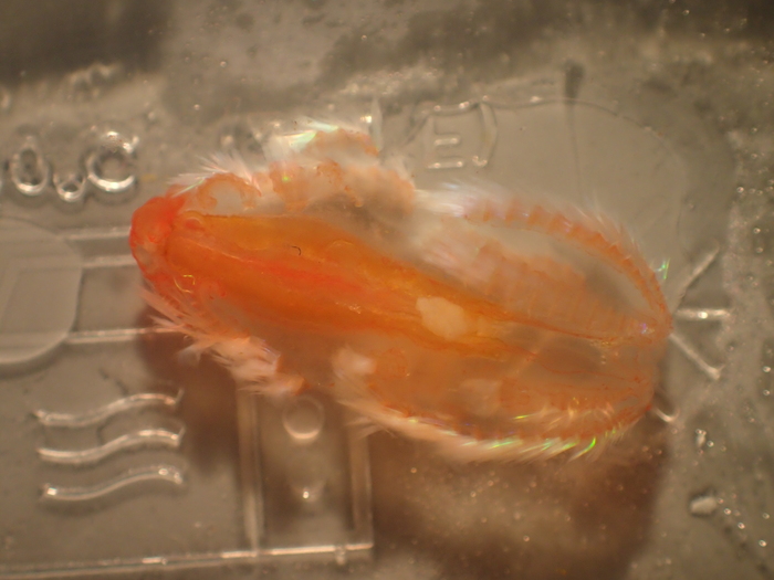 Digital photograph of juvenile? of Vampyroctena delmarvensis: 1