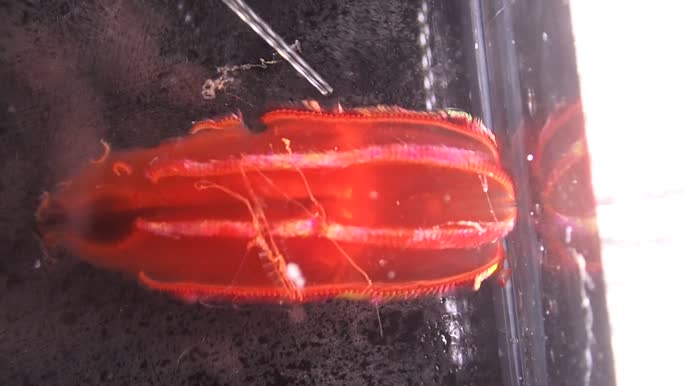 Ctenophora (sea gooseberries)