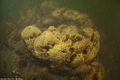 Porifera (sponges)