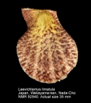 Laevichlamys limatula