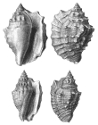 Strombus (Monodactylus) Schroeckingeri Hörnes in Hörnes & Auinger, 1884, pl. XIX, fig. 6 a,b, 7 a, b 