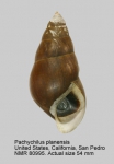 Pachychilus planensis