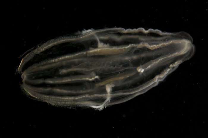 Digital photograph of Lampea sp. : 1 Digital photograph of Lampea sp. : 1