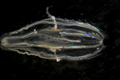 Ctenophora (sea gooseberries)