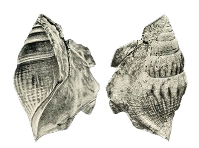 Rimella munieri Chédeville, 1904, pl. IV, fig. 1 and 1 bis 