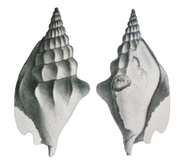 Deshayes, 1837, pl. 84, fig. 7,8 Deshayes, 1837, pl. 84, fig. 7,8