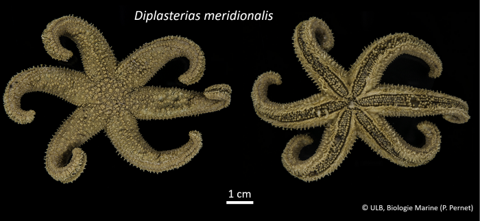Diplasterias meridionalis Diplasterias meridionalis