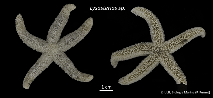 Lysasterias Lysasterias
