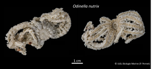 Odinella nutrix