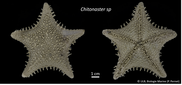 Chitonaster Chitonaster